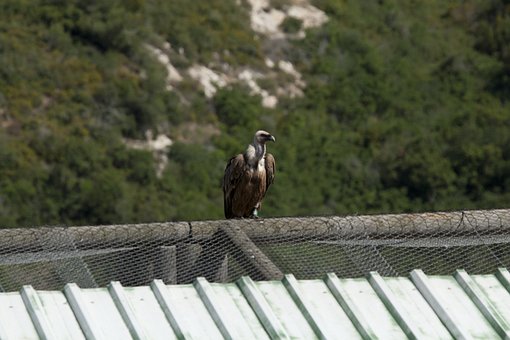 Aripi, A Zbura, Israel, Vulturi, Vultur