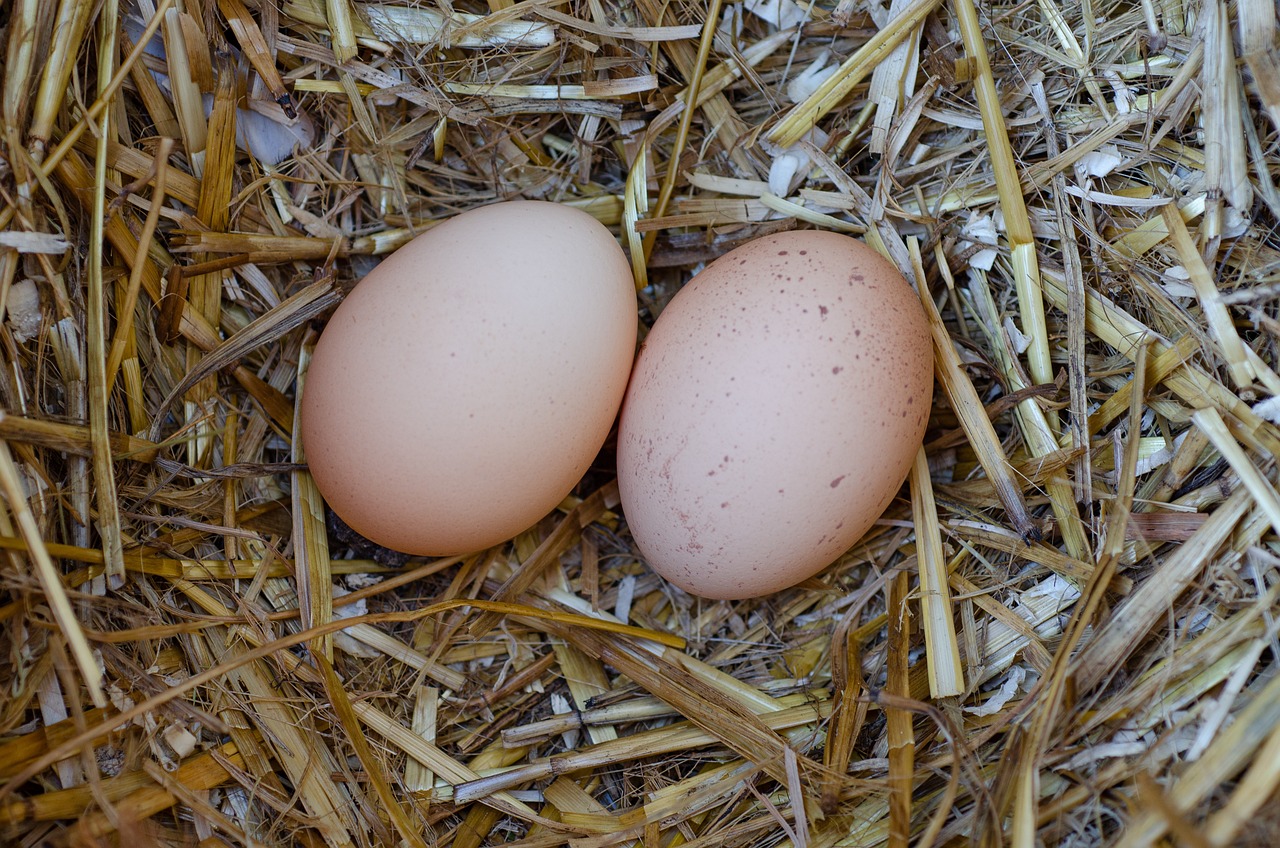 Des ufs Nid Oeufs De Poule Photo Gratuite Sur Pixabay Pixabay Des ufs Nid Oeufs De Poule Photo Gratuite Sur Pixabay Pixabay