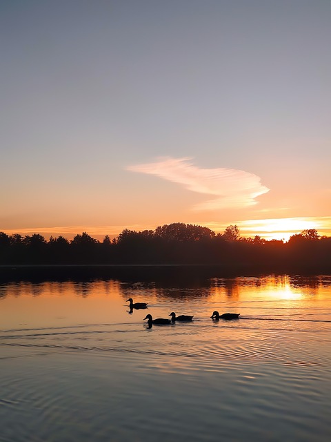 Enten, Schöne Tapete, Wasservögel