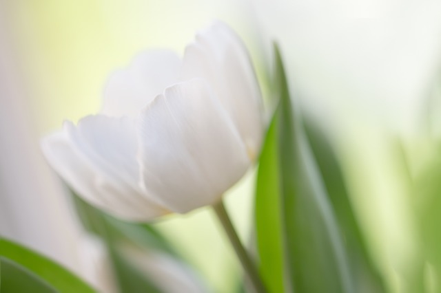 Free Tulips White Tulips photo and picture