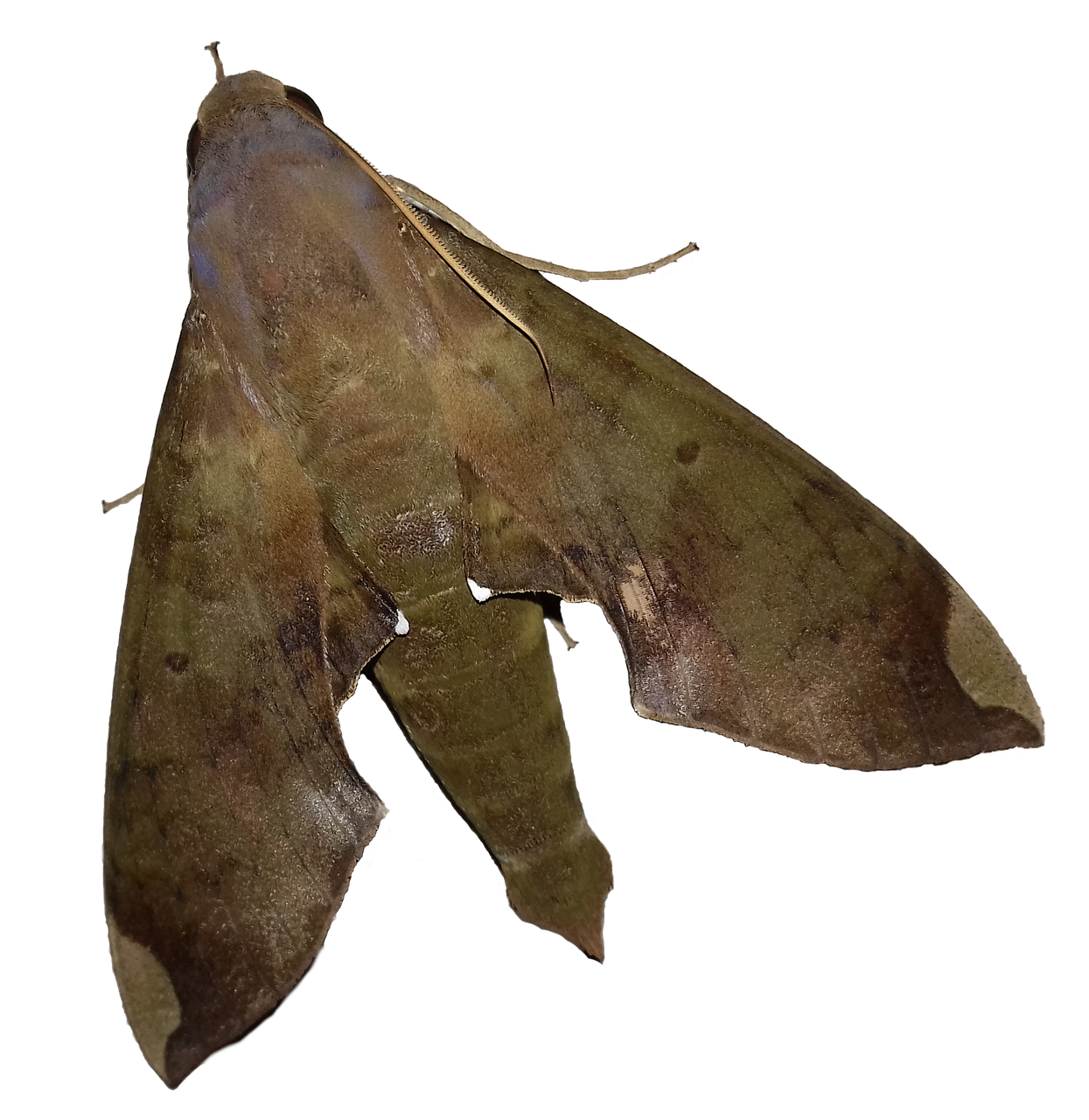Mariposa El Png Transparente - Imagen gratis en Pixabay - Pixabay