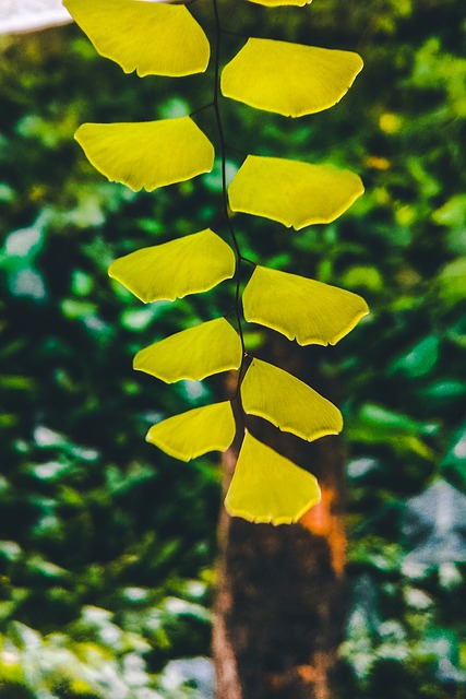 Free Leaves Plant photo and picture