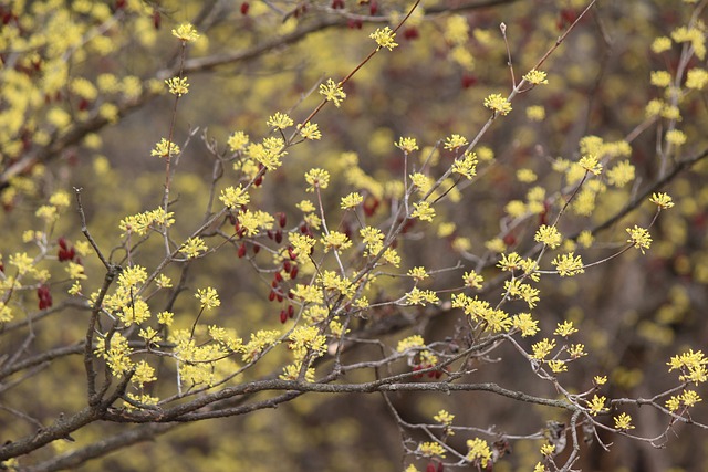 Free Yellow Flower photo and picture
