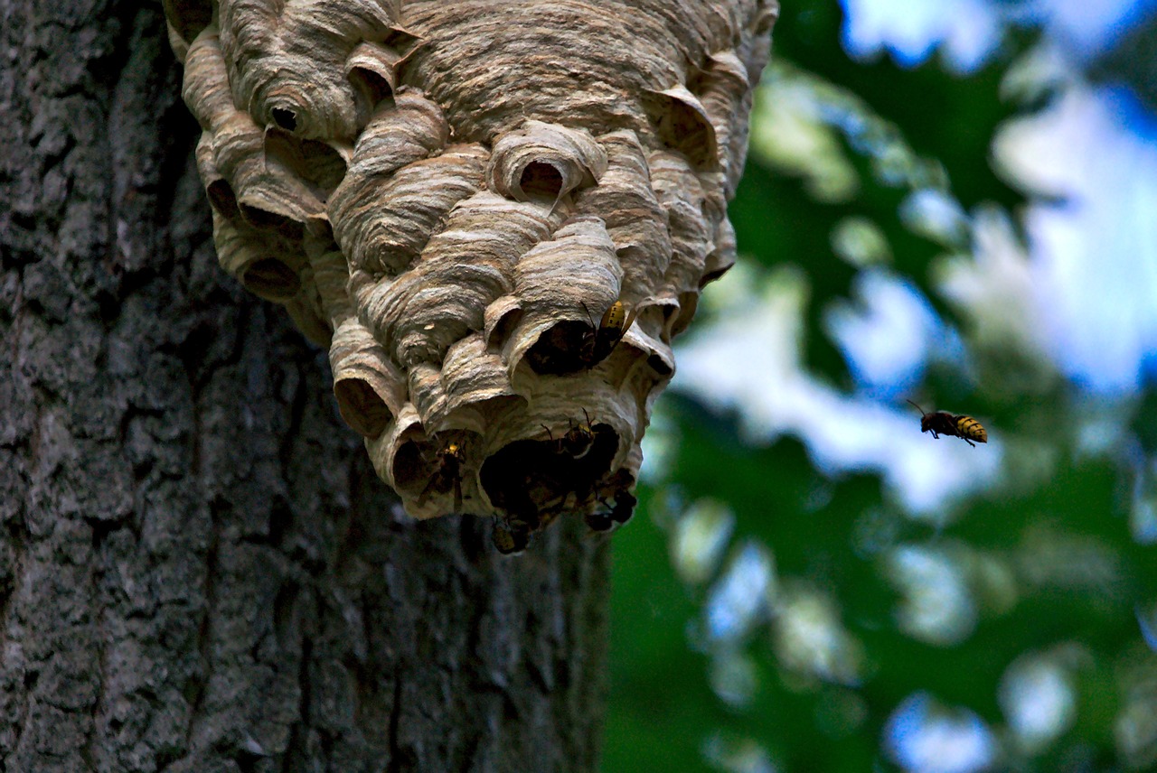 Hornet Nest Tree Free Photo On Pixabay Pixabay