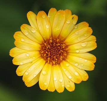 Margarida, Flor, Flor Amarela, Bloom