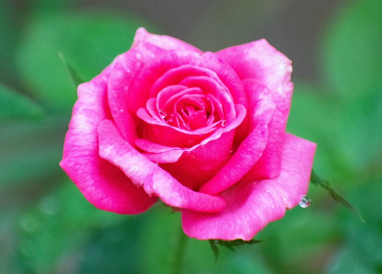 Rose Fleur Photo Gratuite Sur Pixabay Pixabay