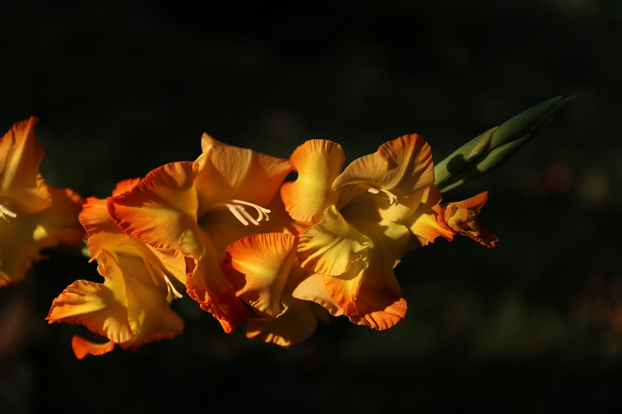 剑兰 花 橙花 - Pixabay上的免费照片