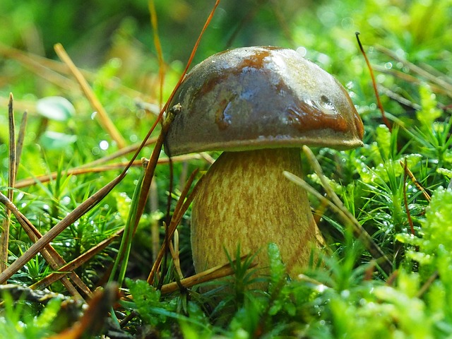 Pilz, Pilze, Pflanze, Wald, Landschaft