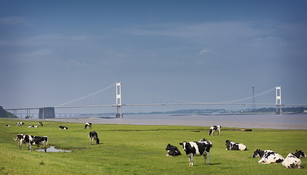 Cows - free online jigsaw puzzle photo