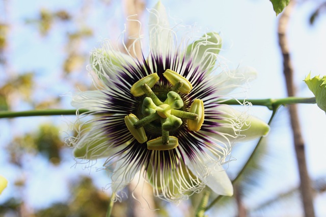 Flor, Planta, Bloom, Florescer, Jardim