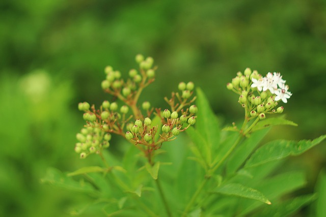 Free Garden Flowers photo and picture