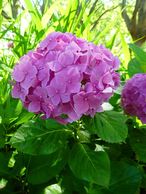 Free Hydrangea Pink Flower photo and picture