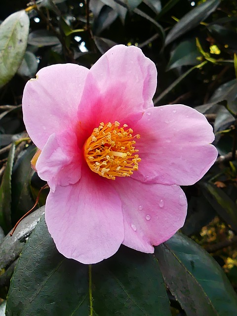 Free Pink Camellia Pink Flower photo and picture