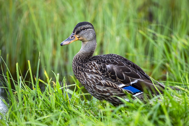 Free Duck Mallard photo and picture