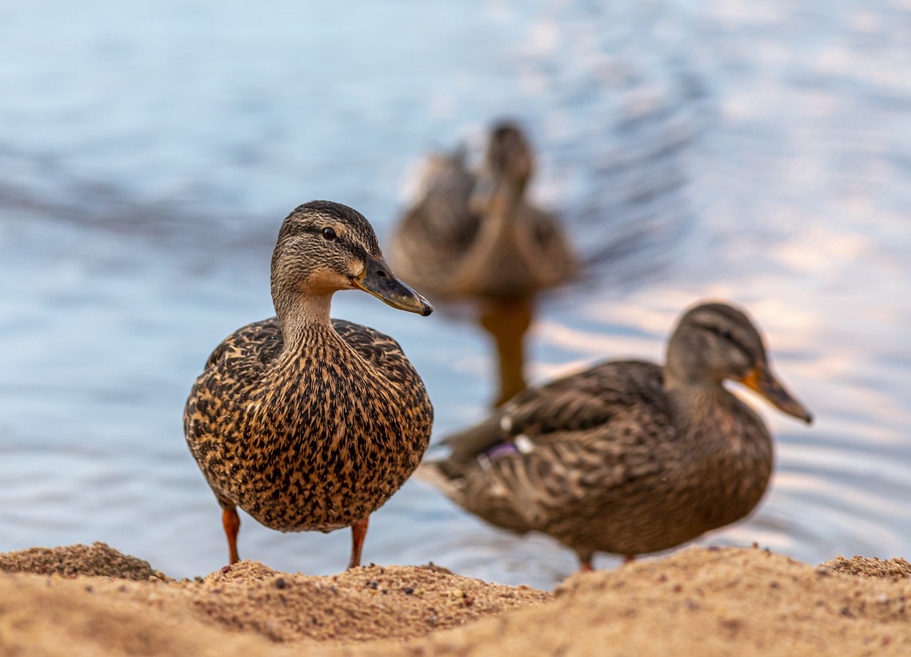 เป็ด Mallards นกน้ำ - ภาพฟรีบน Pixabay - Pixabay