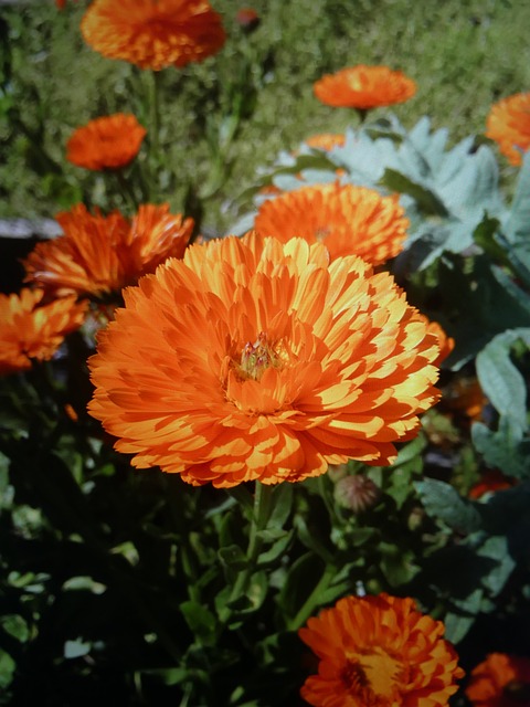 Free Pot Marigold Orange Flowers photo and picture