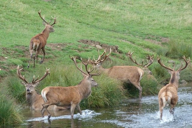 Free Red Deer Herd photo and picture