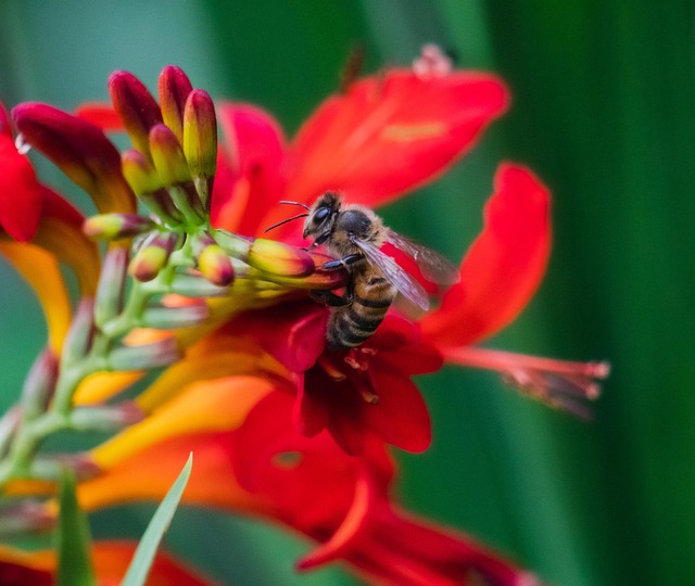 Free Bee Insect photo and picture