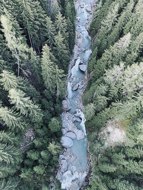 Free Forest Flow photo and picture