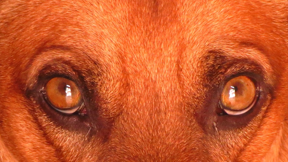 Mein Hund Schaut Mir Tief In Die Augen Hund Auge - Kostenloses Foto auf Pixabay - Pixabay