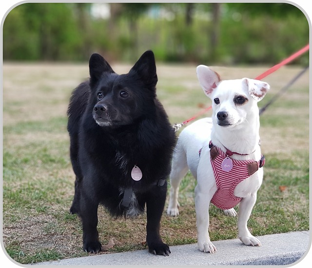 Free Puppy Pet Dog photo and picture