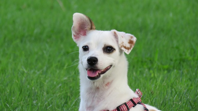 Free Puppy Pet Dog photo and picture