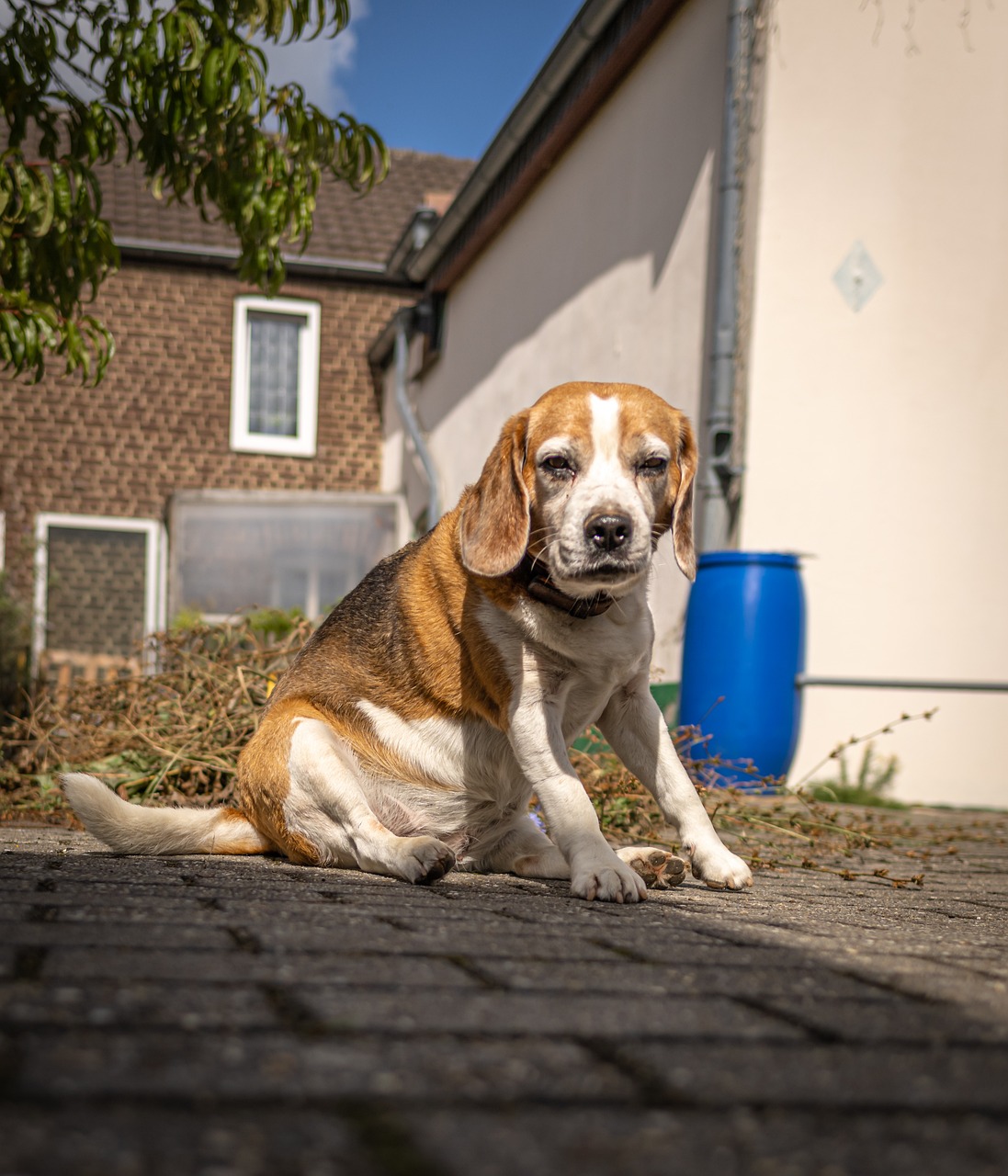 比格犬 狗 宠物 - Pixabay上的免费照片 - Pixabay