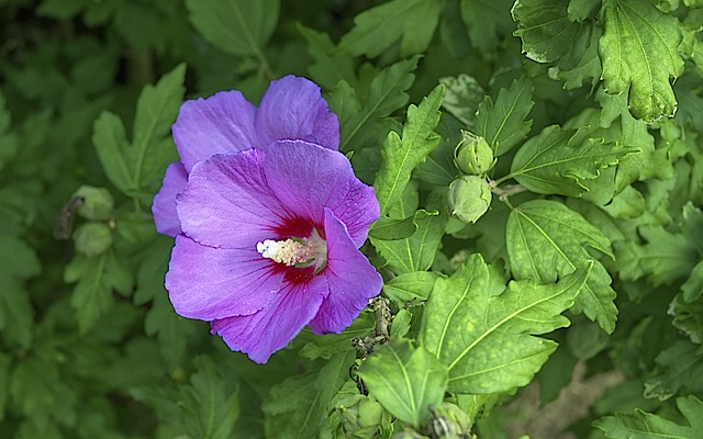 Bloem, Bloemen, Planten, Lente, Natuur