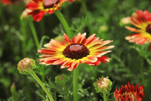 Blumen, Blütenblätter, Knospen