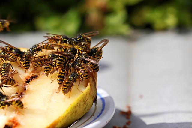 Wespen, Obst, Natur, Insekt, Essen