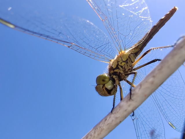 Guldsmed, Insekt, Bug, Vinger, Natur