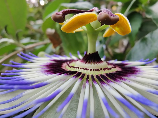 Blomst, Lidenskab Blomst, Kronblade