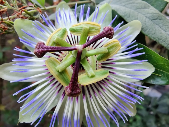 Passionsblomst, Bloom, Blomst, Lidenskab