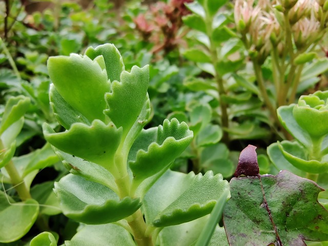 Saftige, Sedum, Blade, Løv, Planter