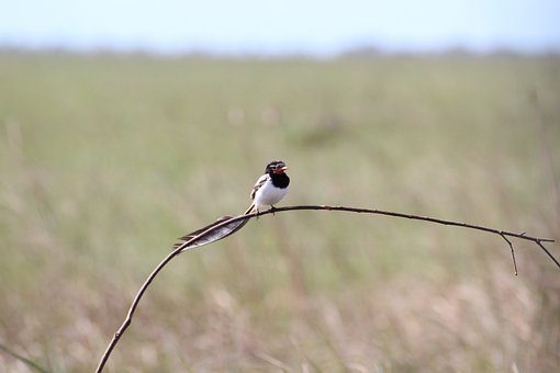 Free Bird Esteros Del Ibera photo and picture