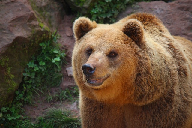 Braunbär, Bär, Natur, Wald, Tier, Pelz