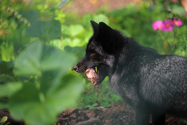 Fuchs, Black Fox, Säugetier, Raubtier