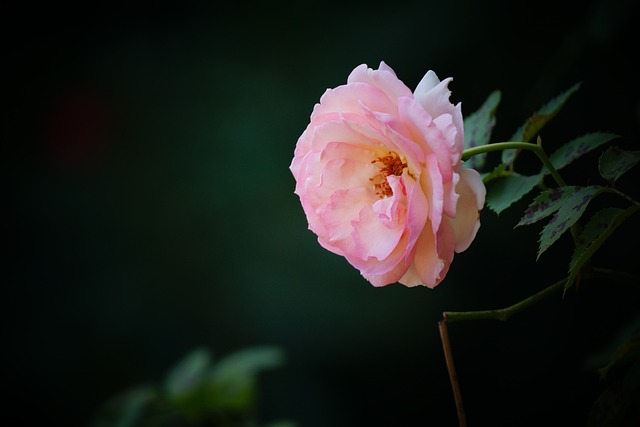 Free Camellia Pink Camellia photo and picture
