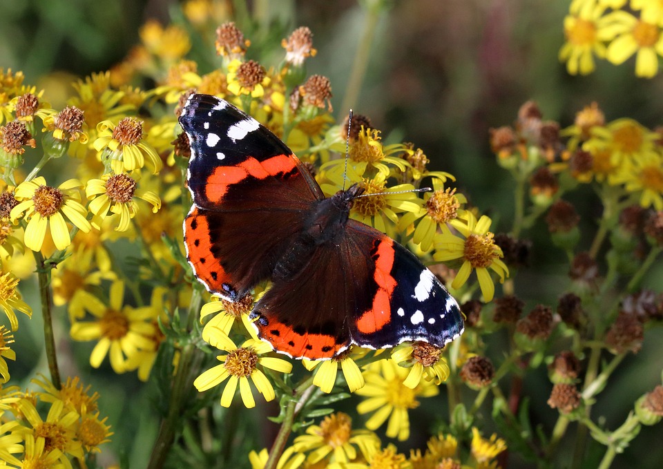 Red Admiral Butterfly Insect - Free photo on Pixabay - Pixabay
