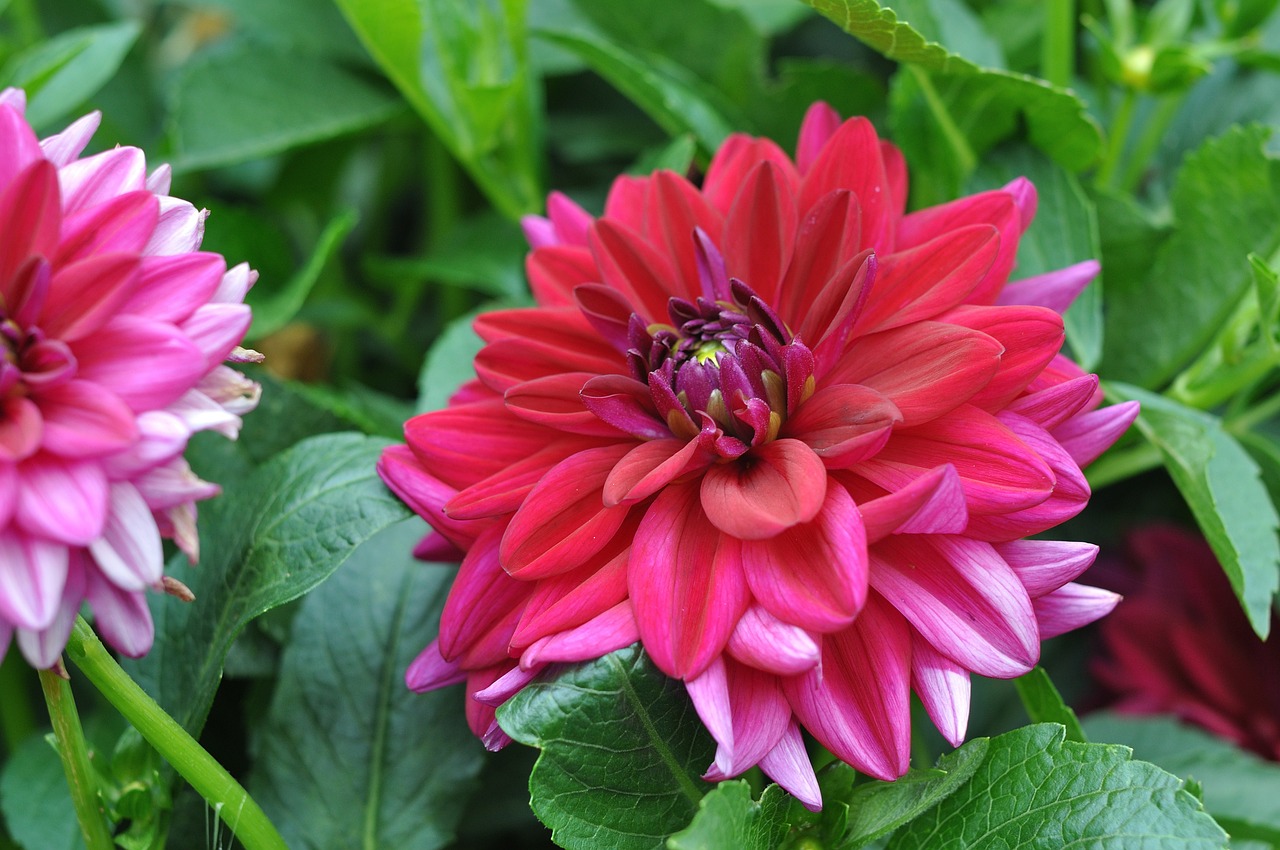 Dahlia Flowers Blossom Free photo on Pixabay Pixabay