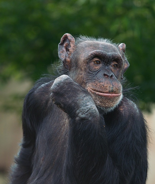 Free Chimp Chimpanzee photo and picture