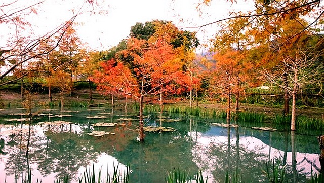 Free Landscape Trees photo and picture