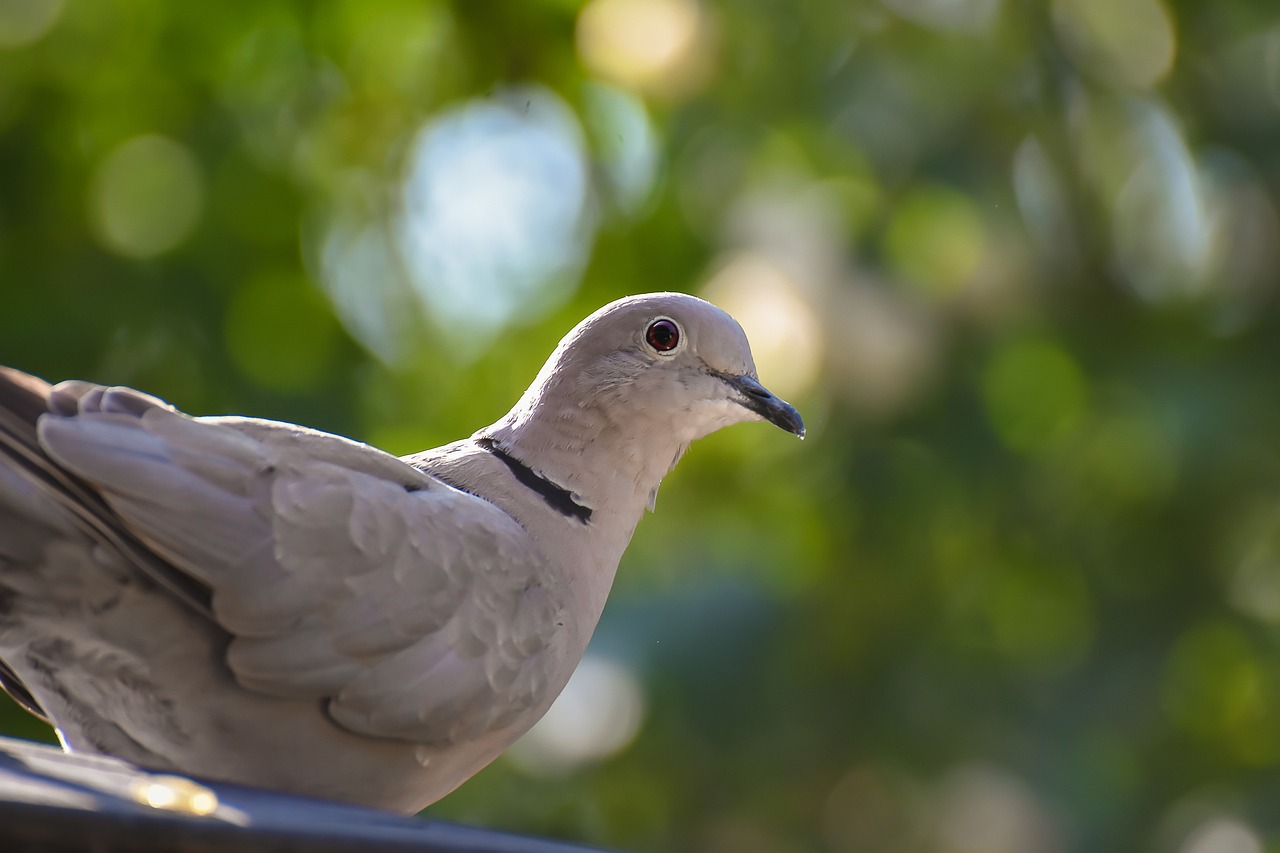 シラコバト 鳩 鳥 Pixabayの無料写真