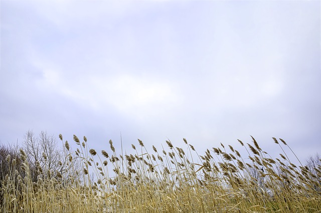 Free Grass Cereals photo and picture