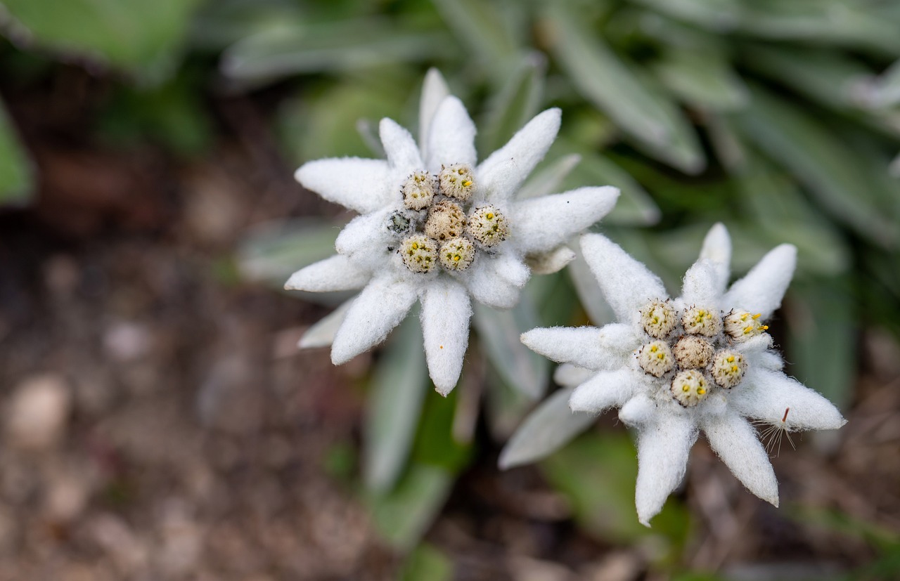 50 000 Free Edelweiss Flower Edelweiss Images Pixabay