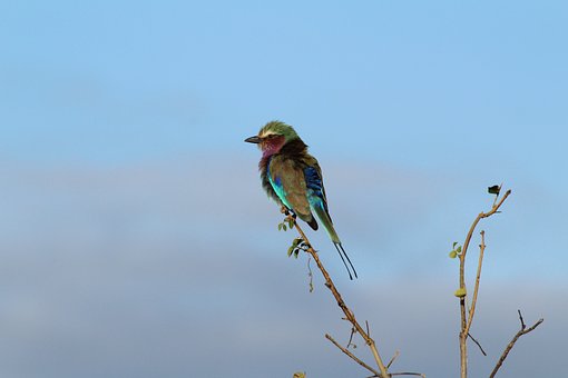 Free Bird Lilac-Breasted photo and picture
