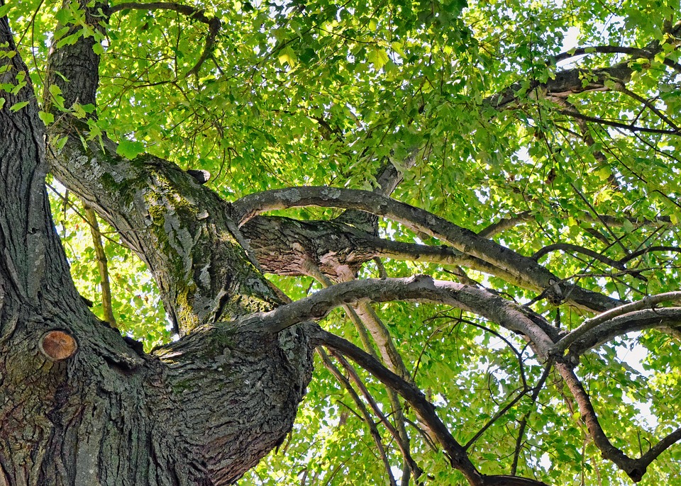 Tree Branches Bark Free photo on Pixabay
