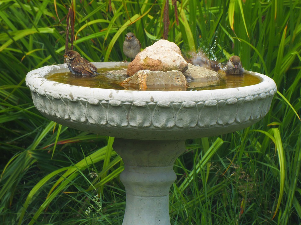 Bird Bath Birds In Free photo on Pixabay Pixabay