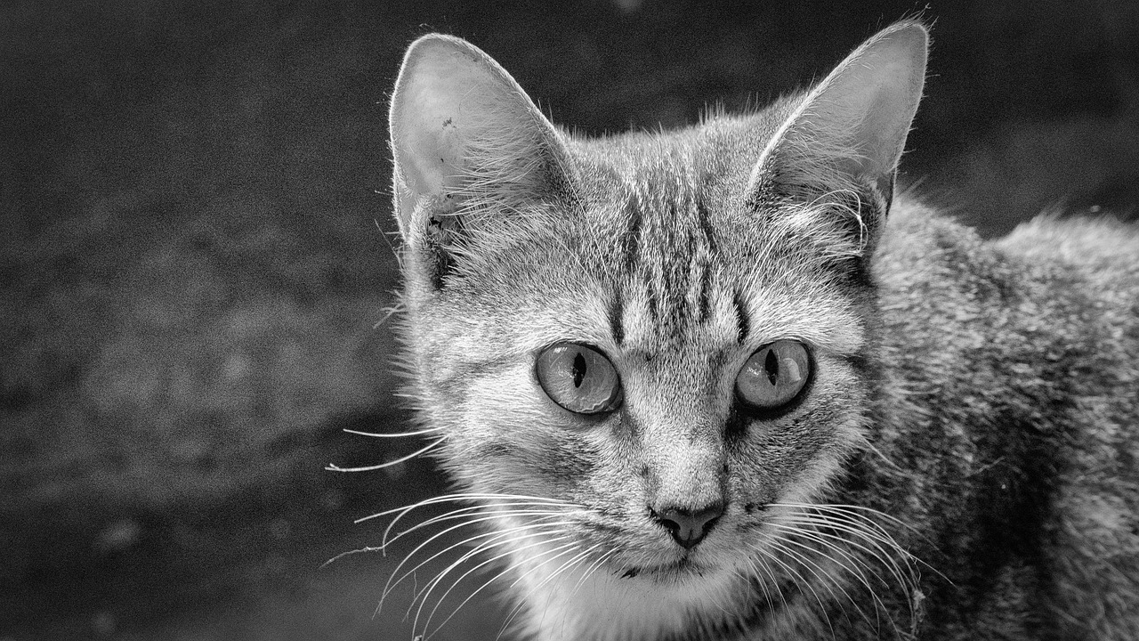 Cat Félin Les Yeux - Photo gratuite sur Pixabay - Pixabay