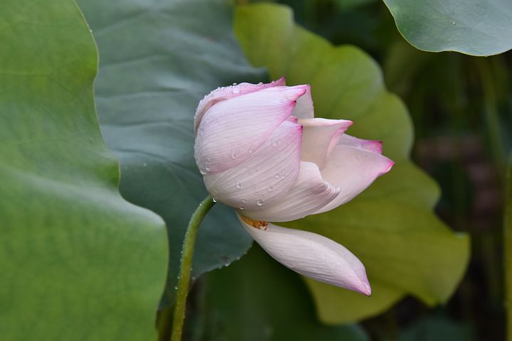 選択した画像 待ち受け 一輪 の 花 画像